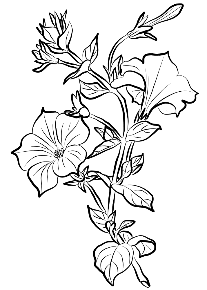 Desenho de Geral para colorir