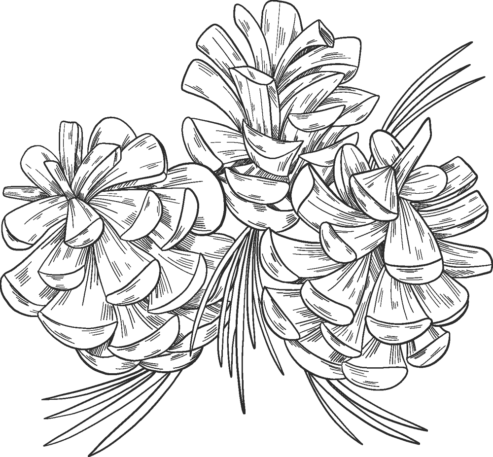 Desenho de Geral para colorir