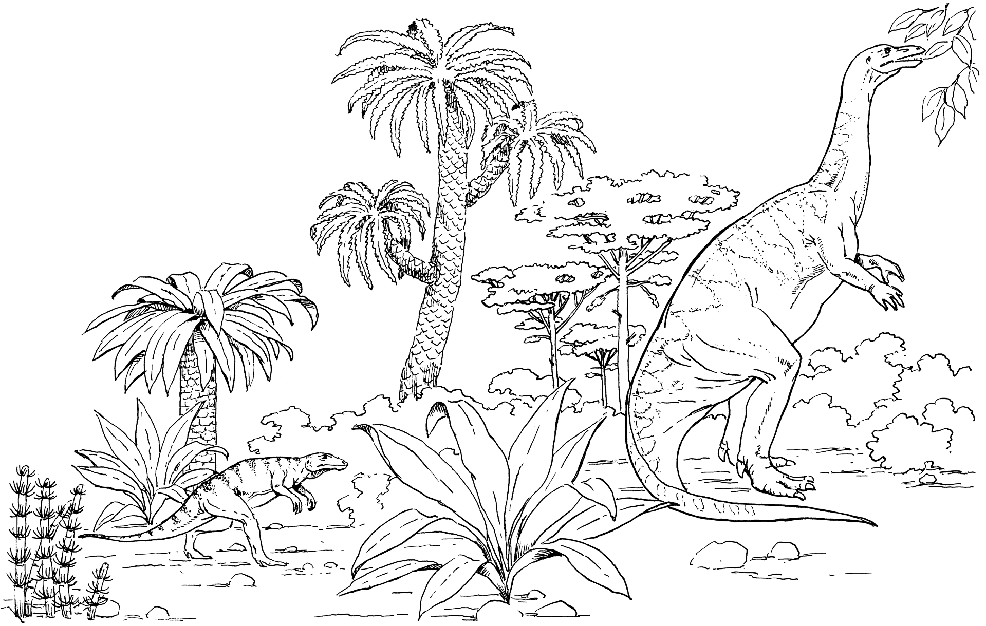Desenho de Geral para colorir