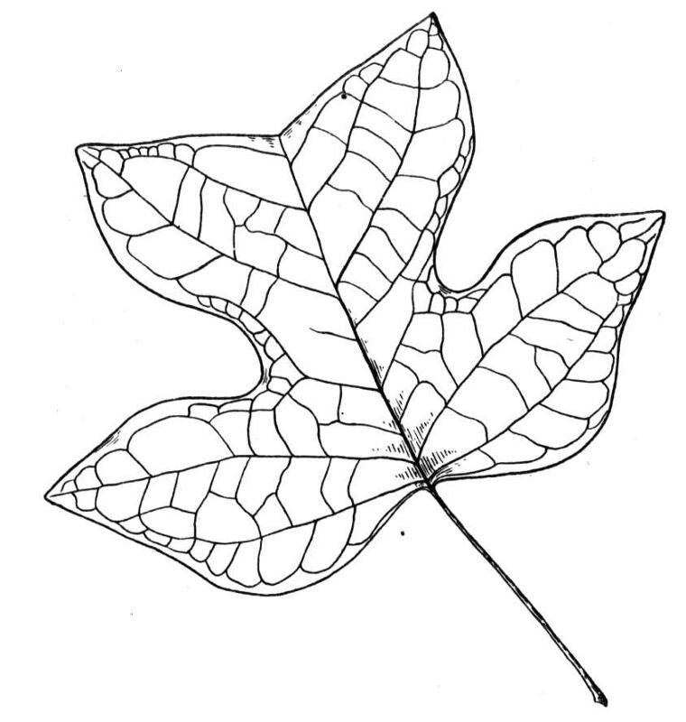 Desenho de Geral para colorir