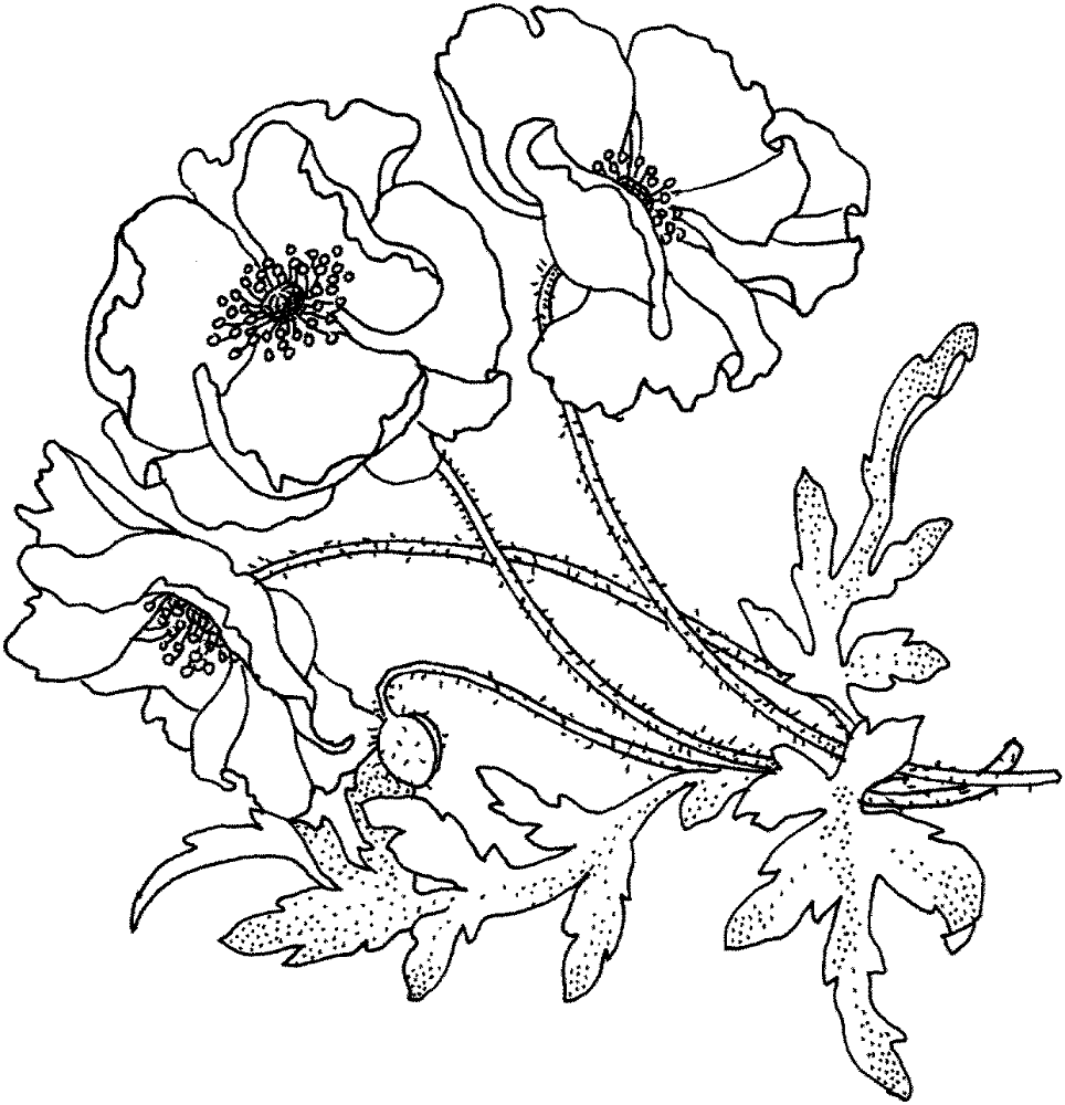 Desenho de Geral para colorir