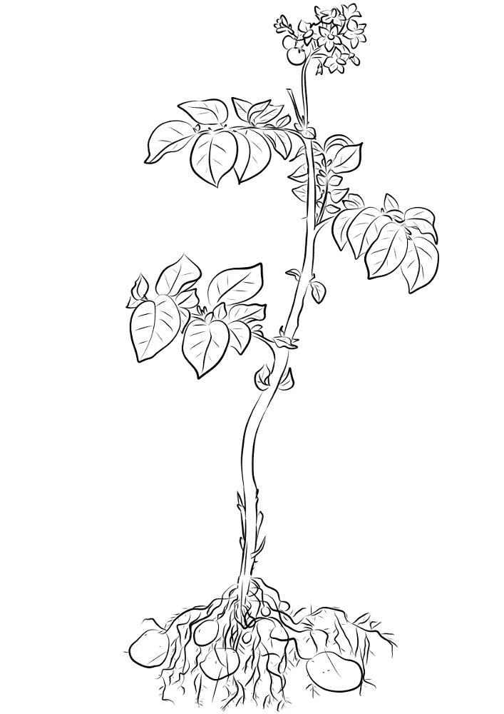 Desenho de Geral para colorir