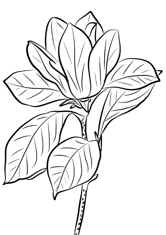 Desenho de Geral para colorir