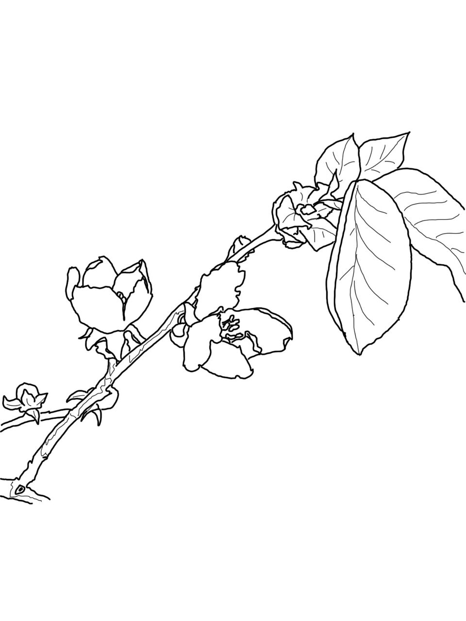 Desenho de Geral para colorir