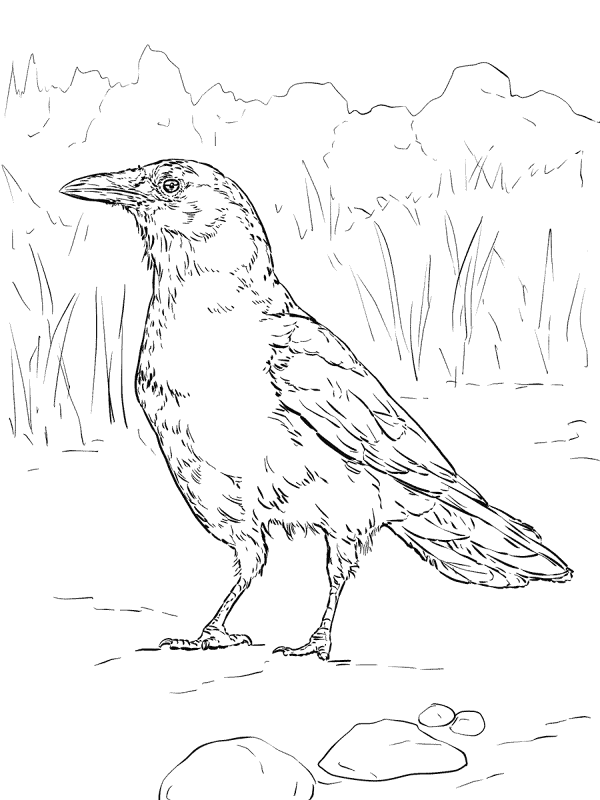 Desenho de Geral para colorir
