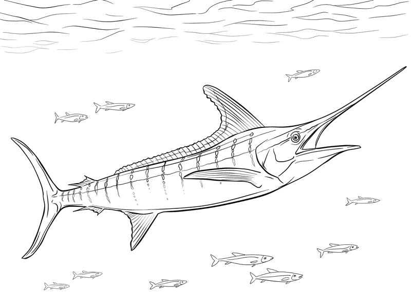 Desenho de Geral para colorir