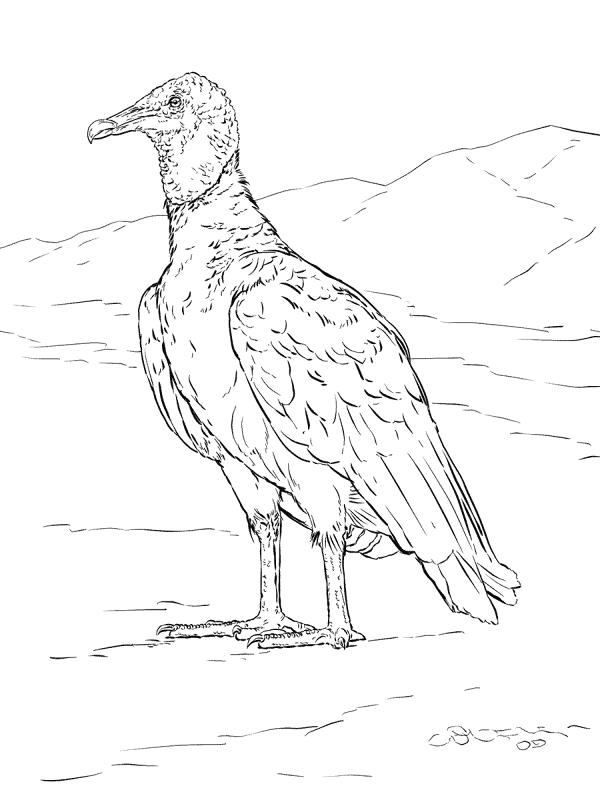 Desenho de Geral para colorir
