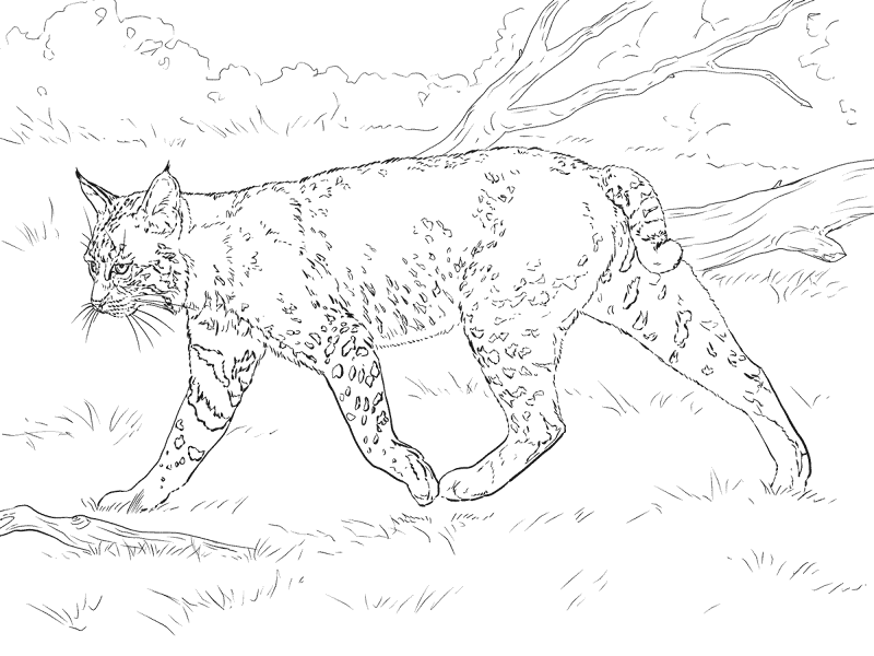 Desenho de Geral para colorir