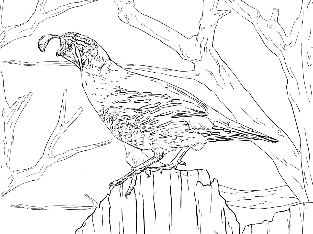 Desenho de Geral para colorir