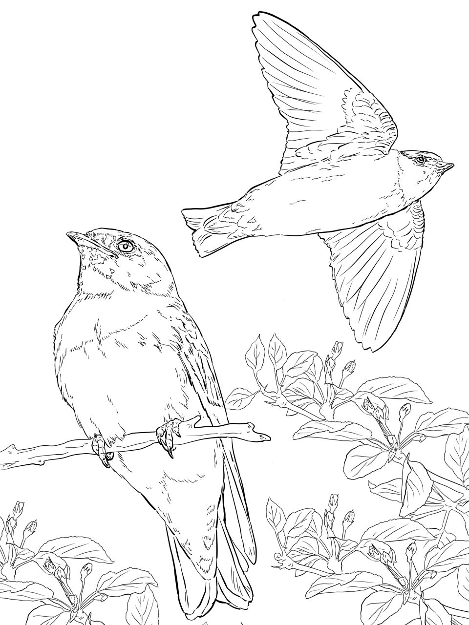 Desenho de Geral para colorir