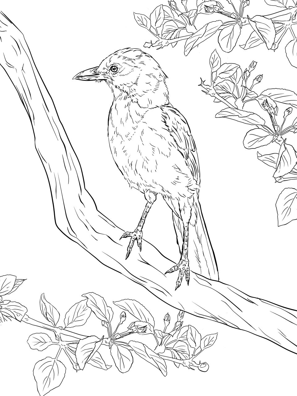 Desenho de Geral para colorir