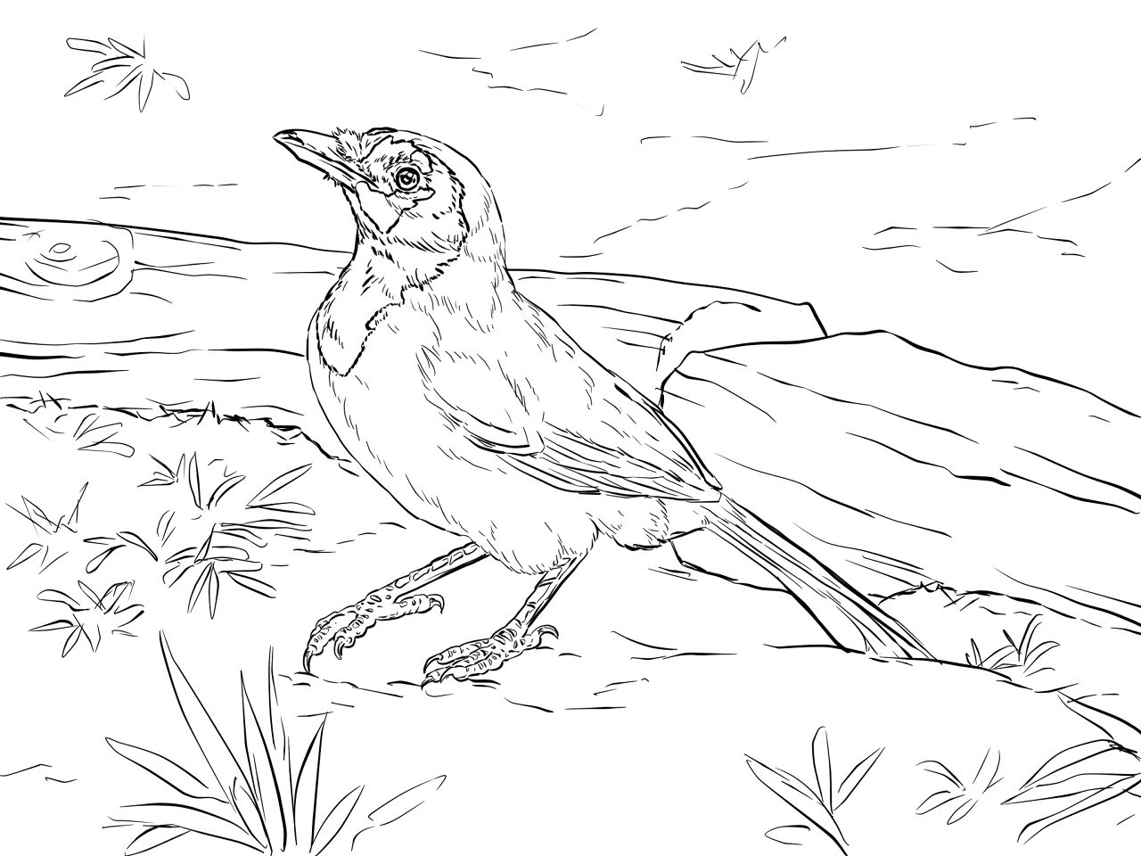 Desenho de Geral para colorir