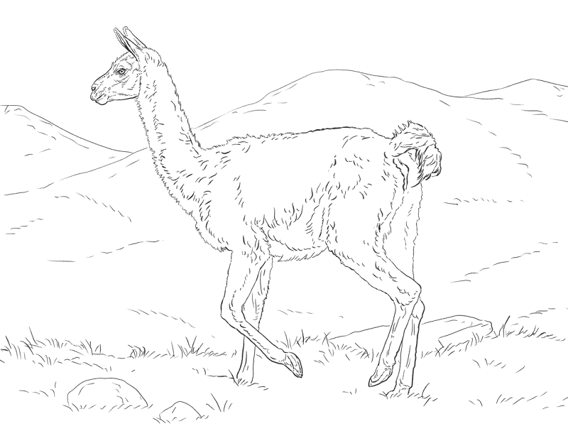 Desenho de Geral para colorir
