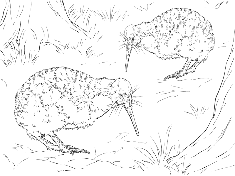 Desenho de Geral para colorir