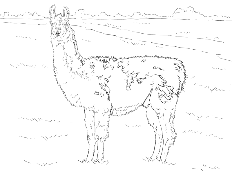 Desenho de Geral para colorir