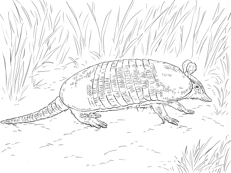 Desenho de Geral para colorir