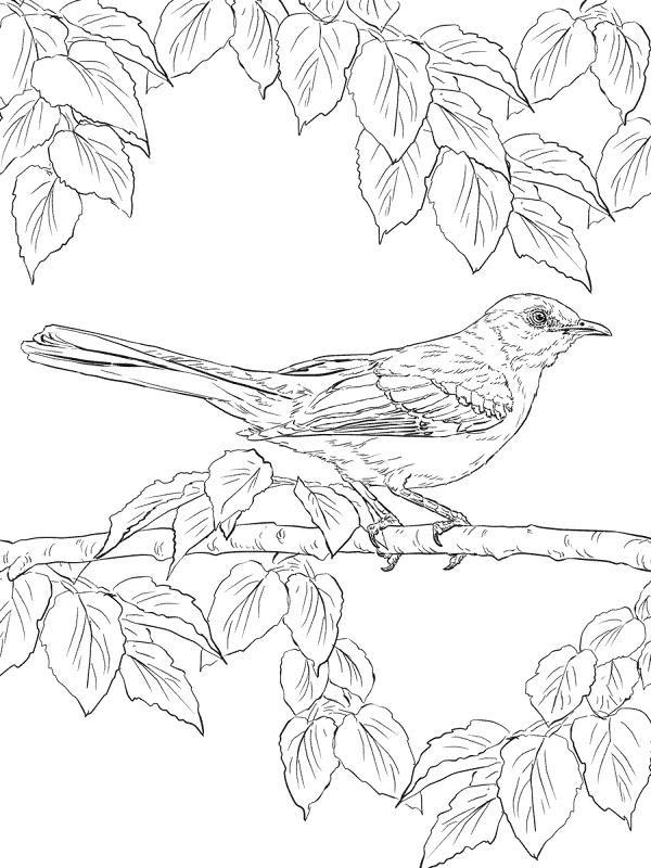 Desenho de Geral para colorir