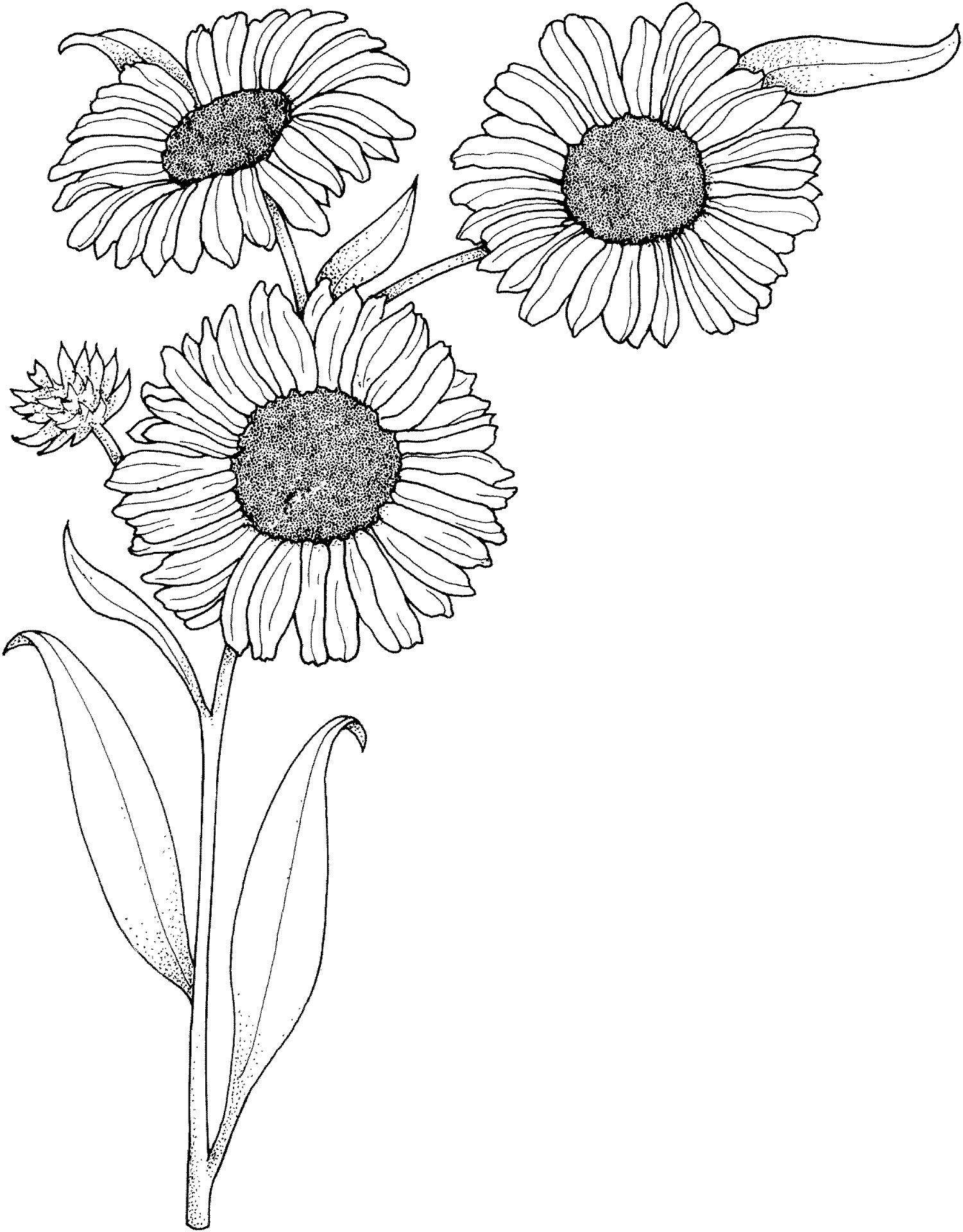 Desenho de Geral para colorir