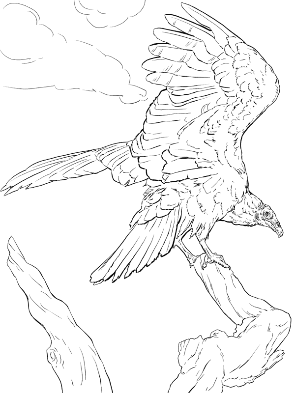 Desenho de Geral para colorir
