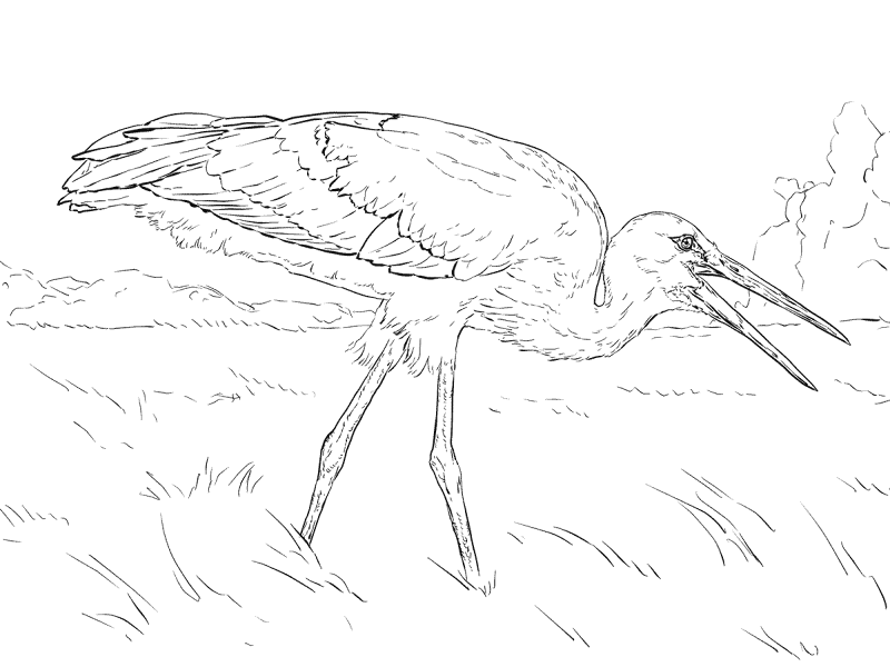 Desenho de Geral para colorir