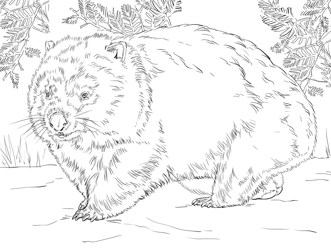 Desenho de Geral para colorir