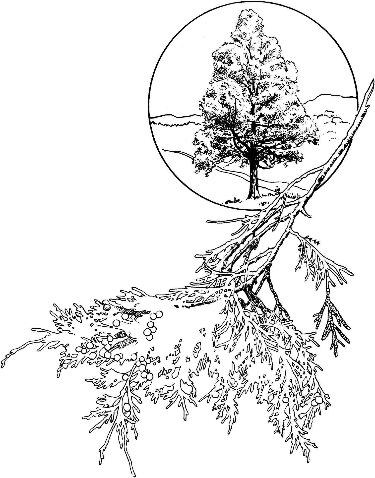 Desenho de Geral para colorir
