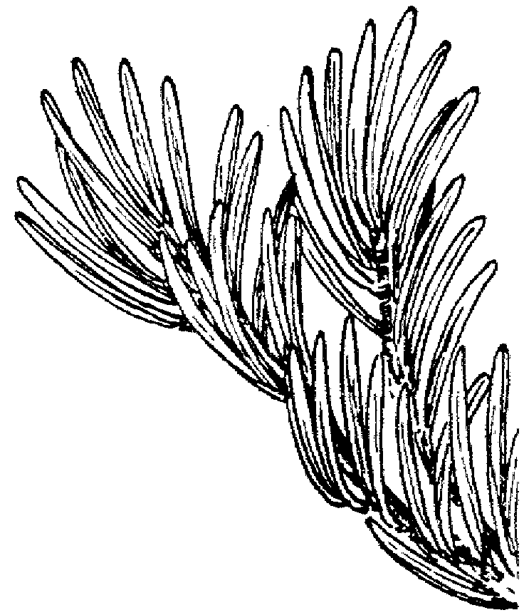 Desenho de Geral para colorir