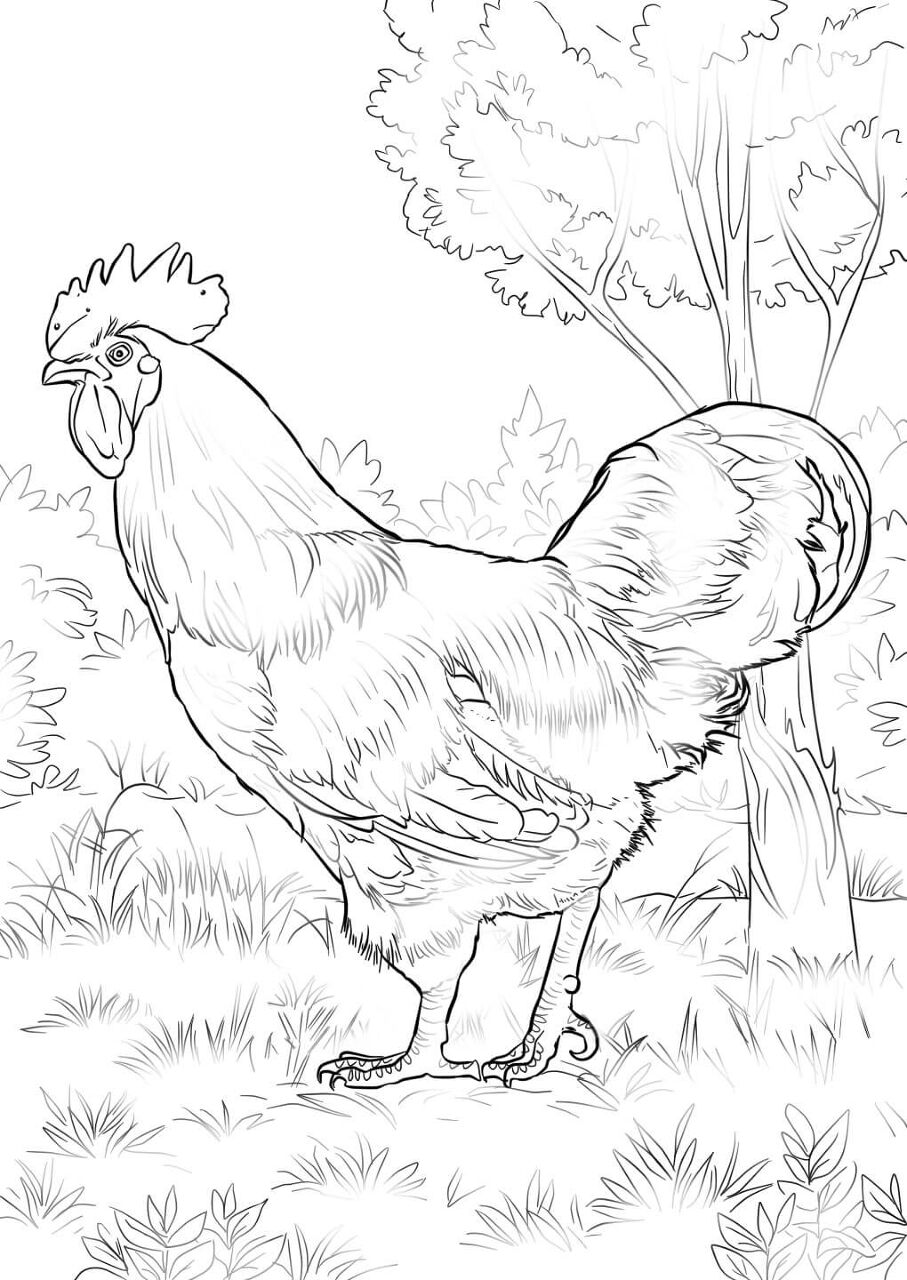 Desenho de Geral para colorir