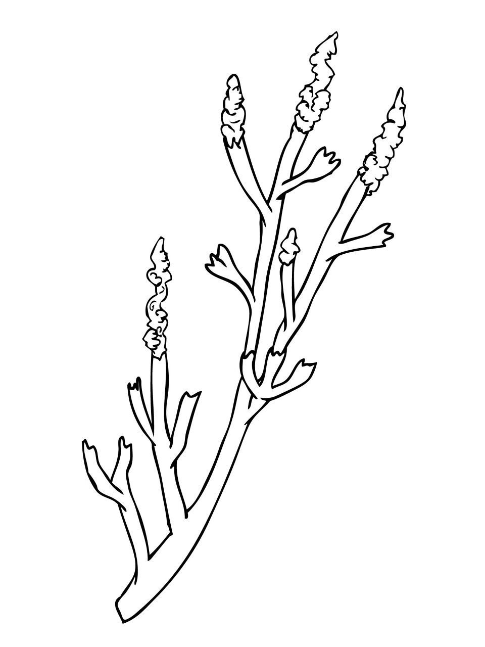 Desenho de Geral para colorir
