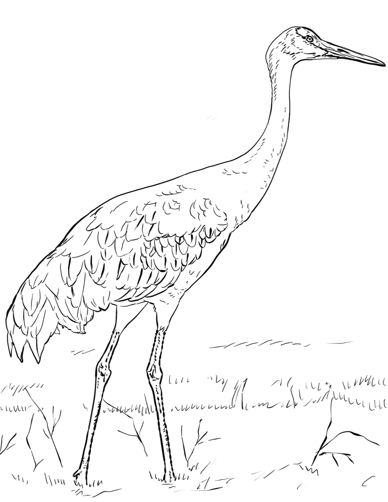 Desenho de Geral para colorir