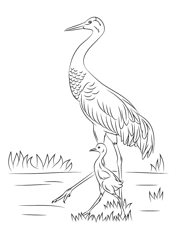 Desenho de Geral para colorir