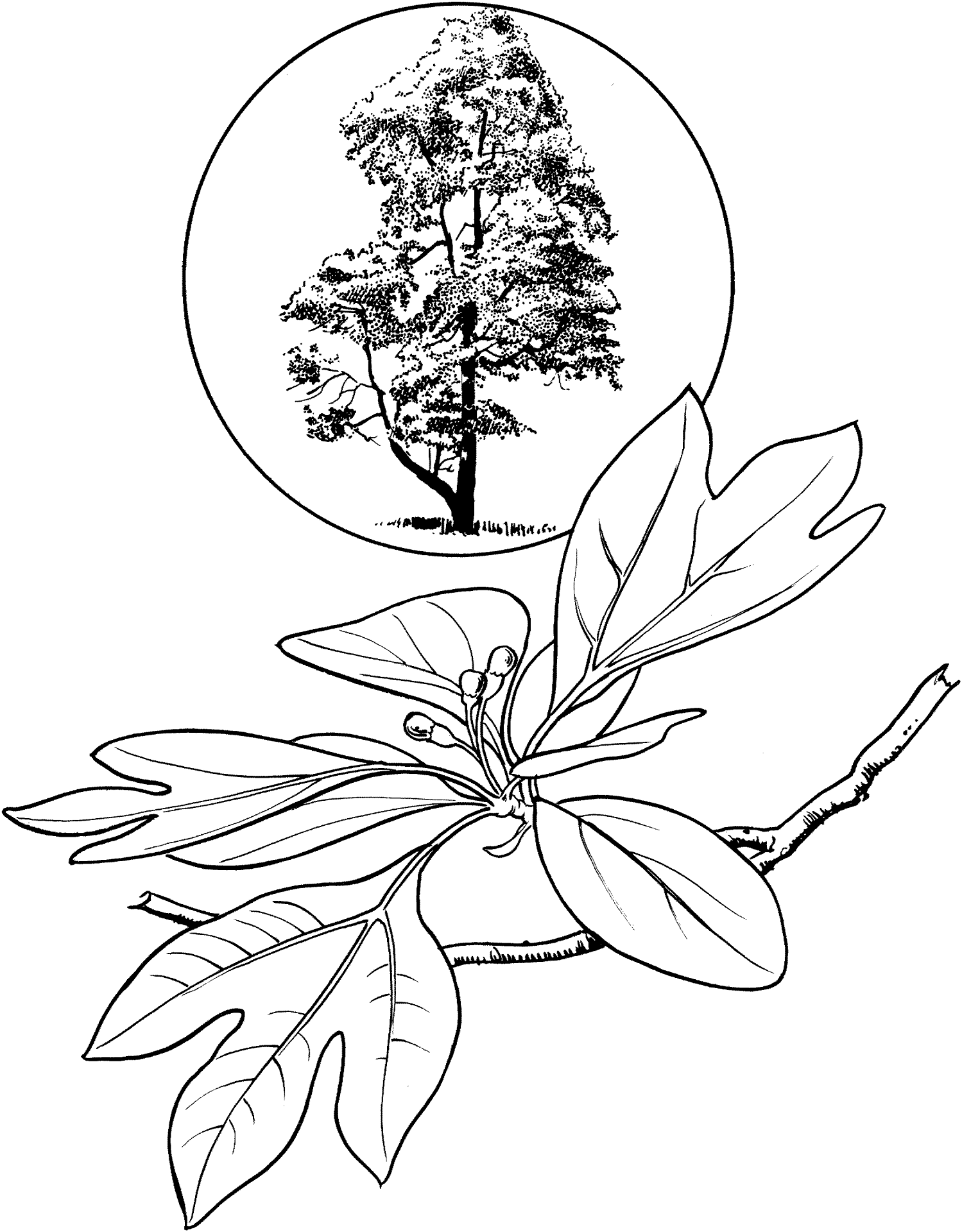 Desenho de Geral para colorir