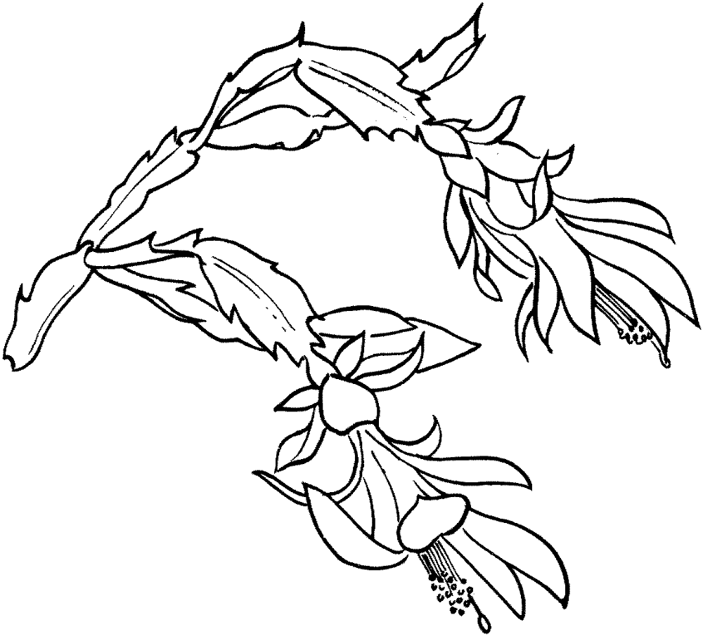 Desenho de Geral para colorir