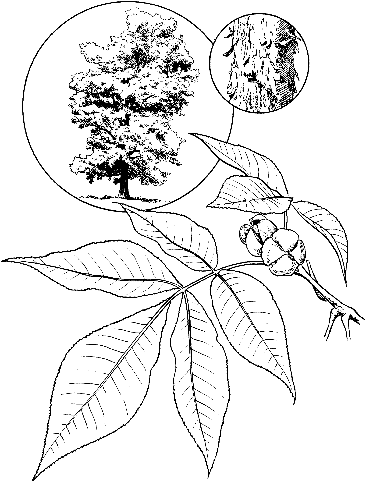 Desenho de Geral para colorir