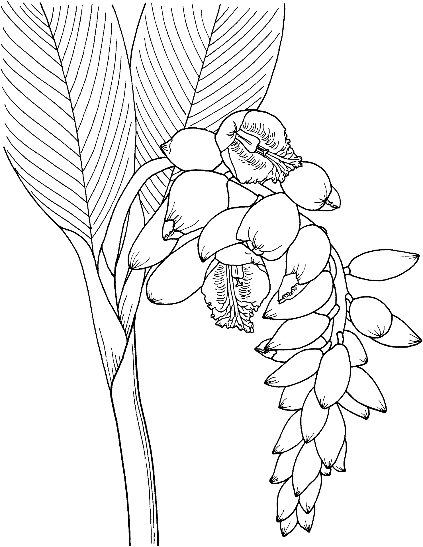 Desenho de Geral para colorir
