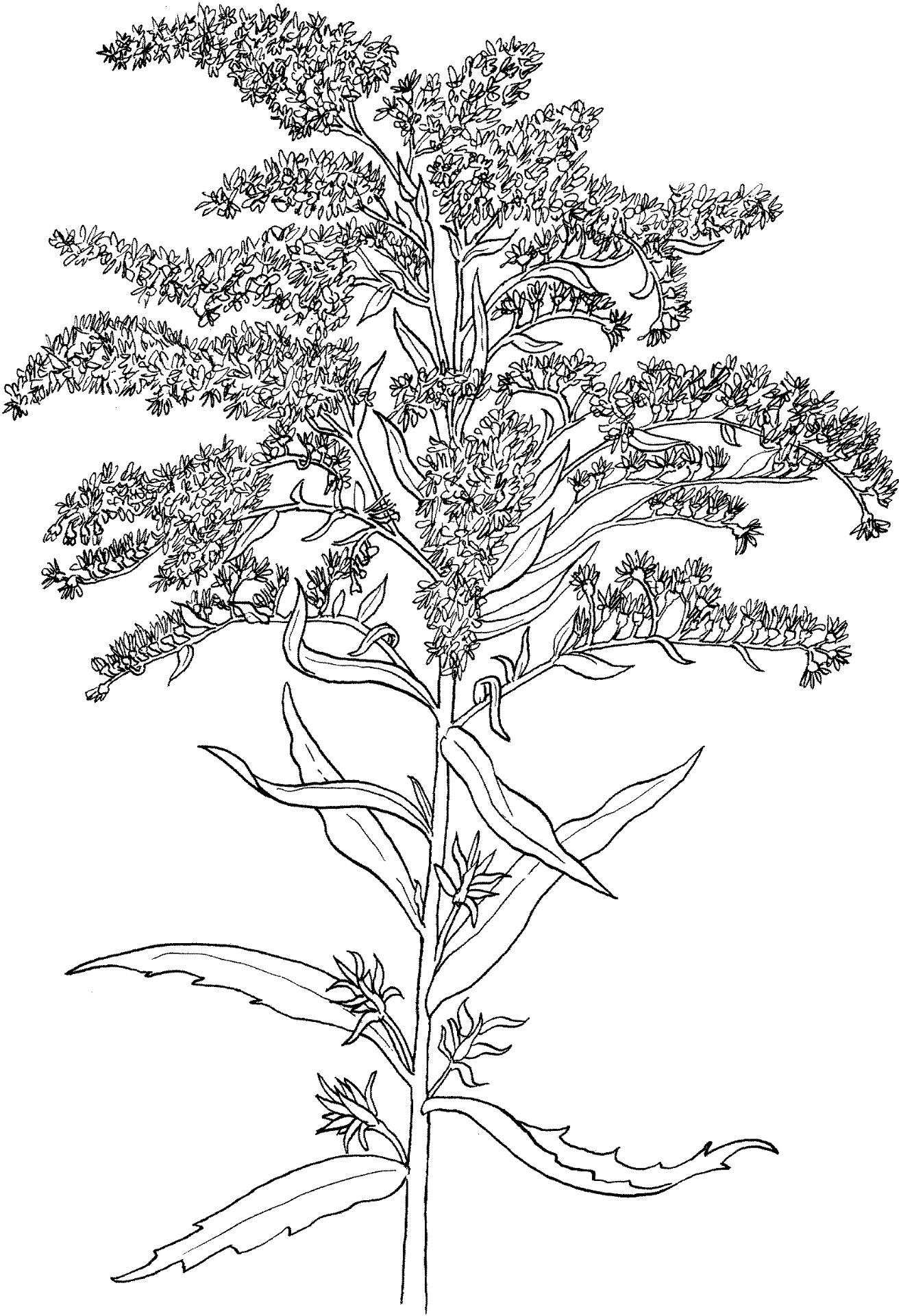 Desenho de Geral para colorir