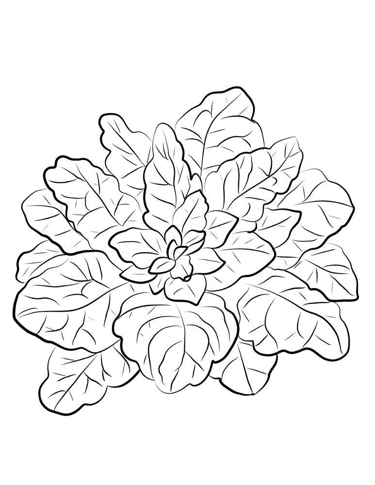 Desenho de Geral para colorir