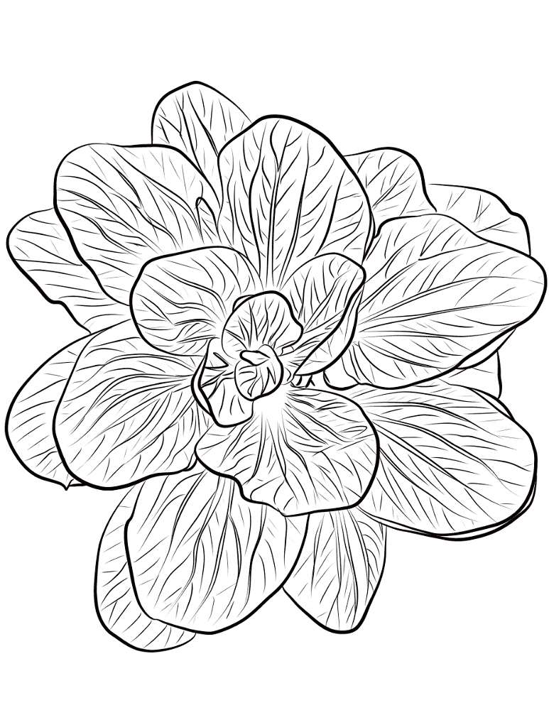 Desenho de Geral para colorir