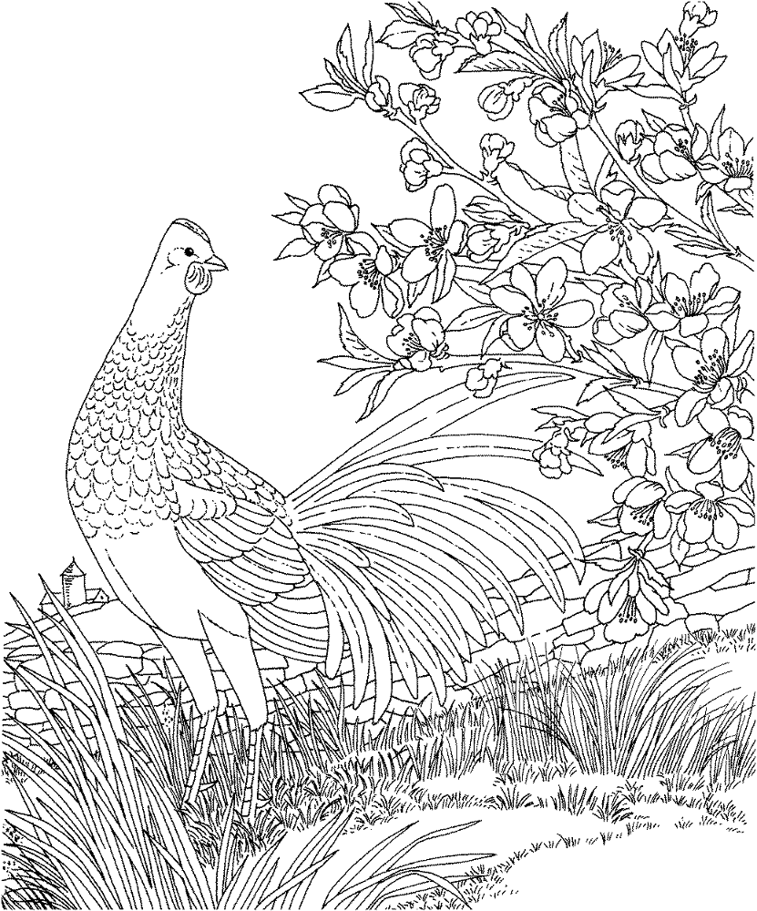 Desenho de Geral para colorir