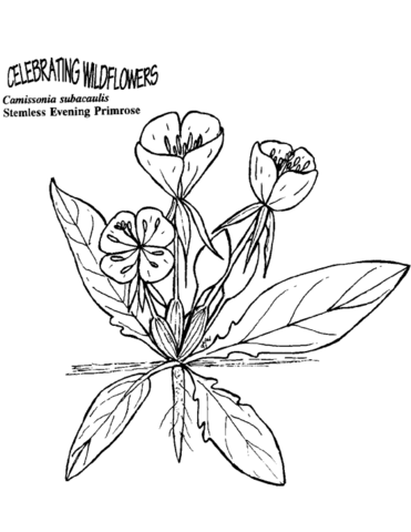 Desenho de Geral para colorir