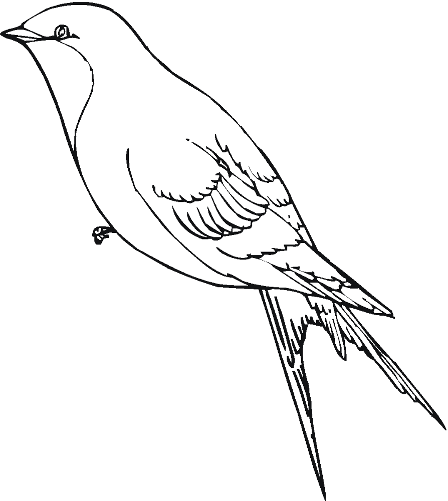 Desenho de Geral para colorir