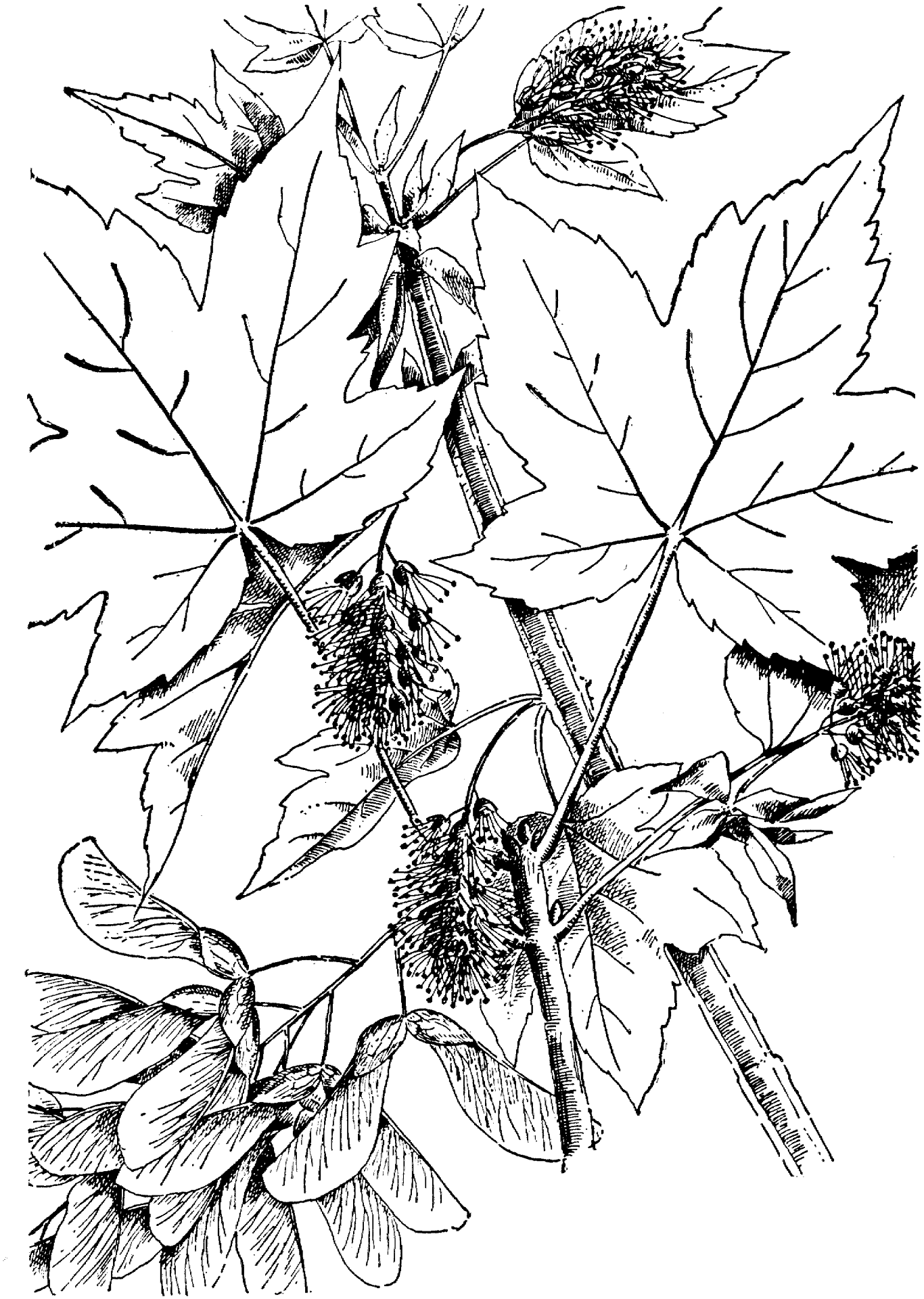 Desenho de Geral para colorir
