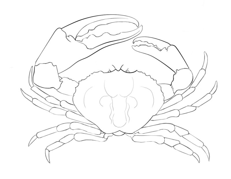 Desenho de Geral para colorir