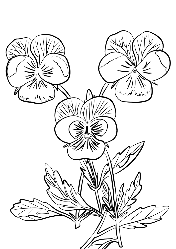 Desenho de Geral para colorir
