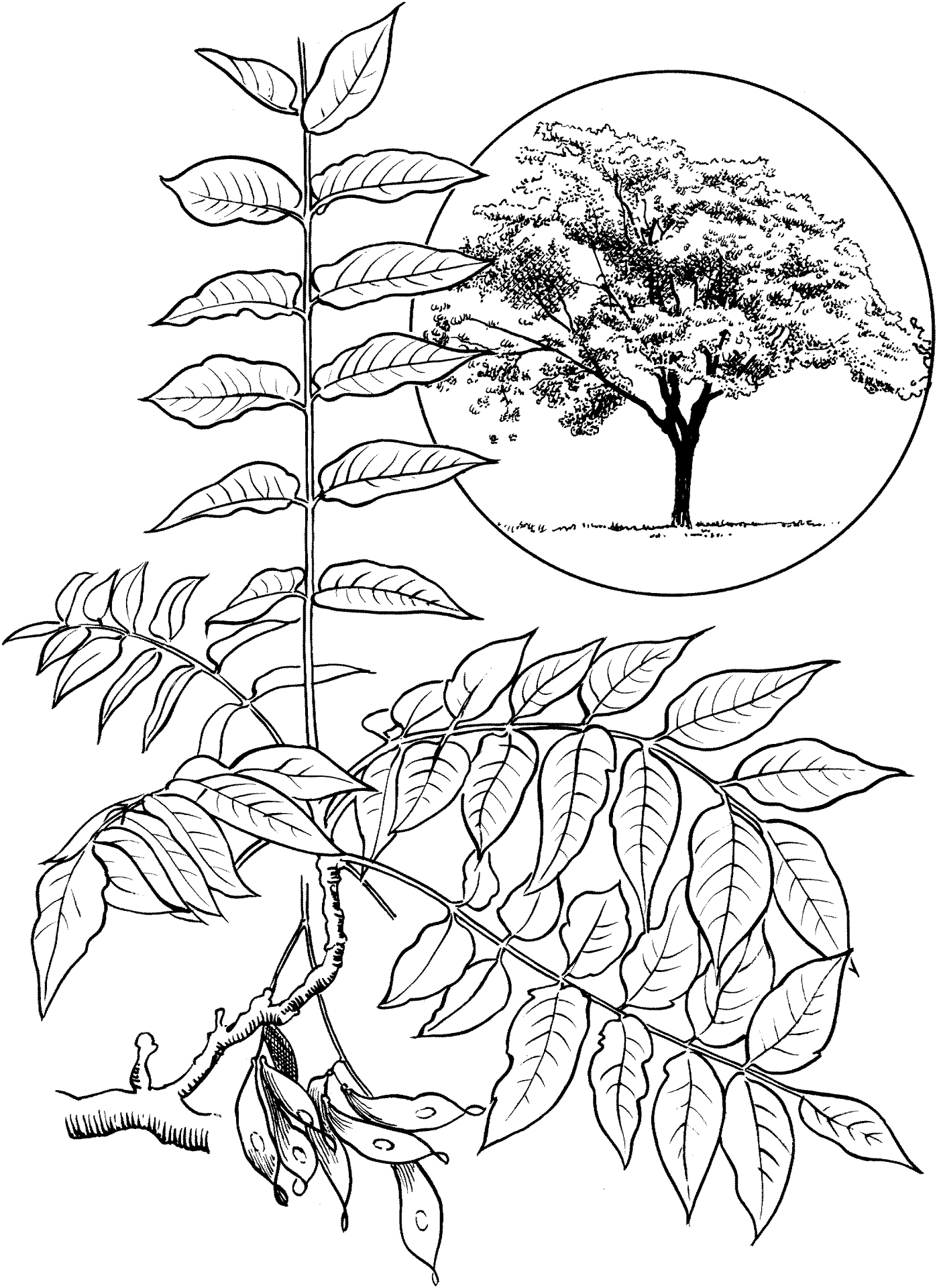 Desenho de Geral para colorir