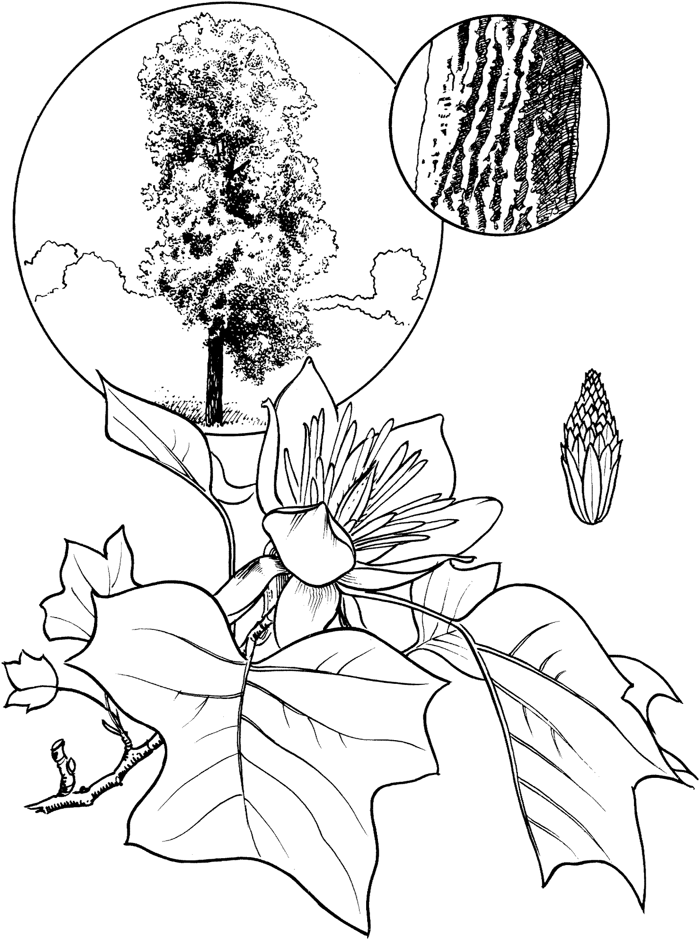 Desenho de Geral para colorir