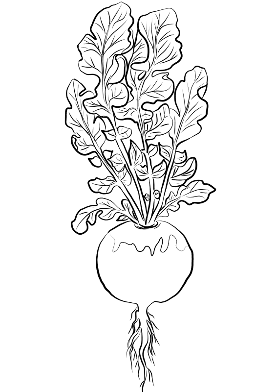 Desenho de Geral para colorir