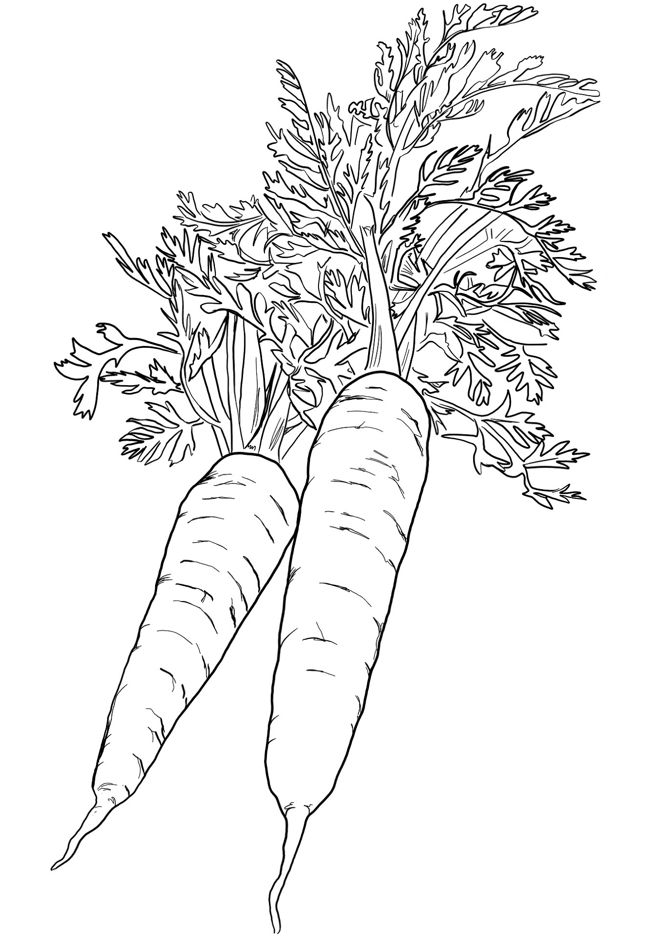 Desenho de Geral para colorir