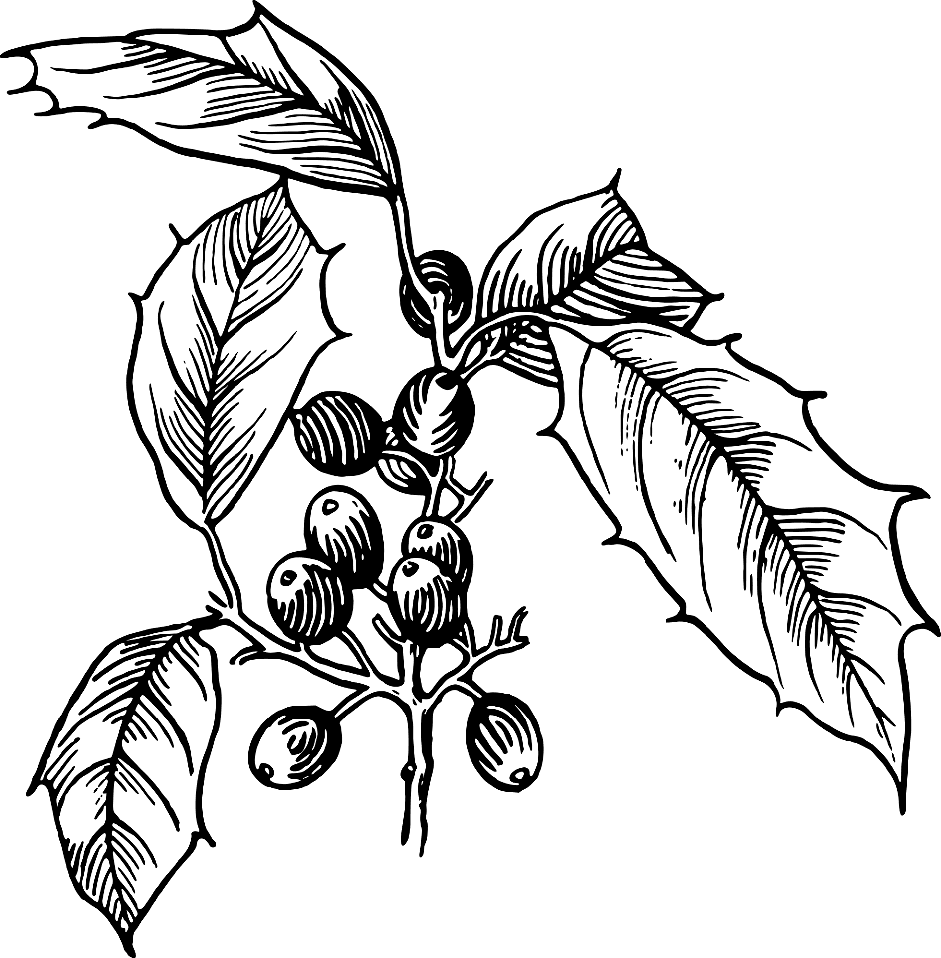Desenho de Geral para colorir