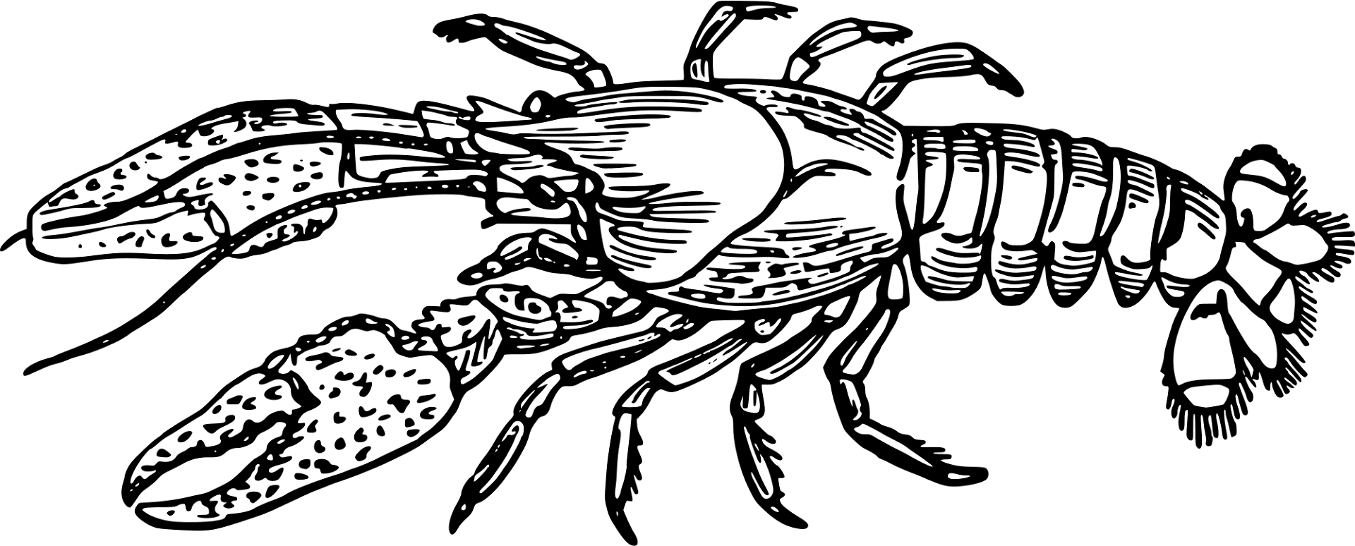 Desenho de Geral para colorir